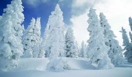 飘雪漫画,漫天飞舞的奇幻世界